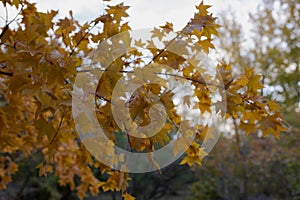 A branch of maple with yellow wet leaves. Selectiv focus