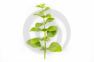 A branch of medical plant of melisa isolated on a white background photo