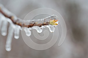 branch with melting ice