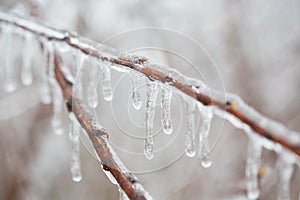 branch with melting sleet