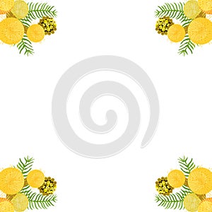 Branch of mimosa acacia silvery whitened family of legumes. Vector illustration