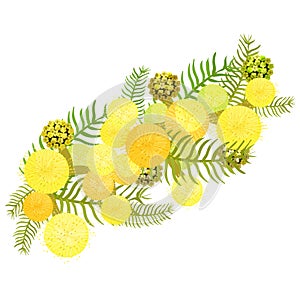 Branch of mimosa acacia silvery whitened family of legumes. Vector illustration