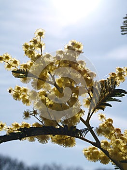 A branch of mimosa flower