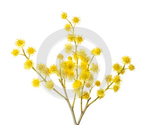 Branch of Mimosa flowers isolated on white background. Selective focus
