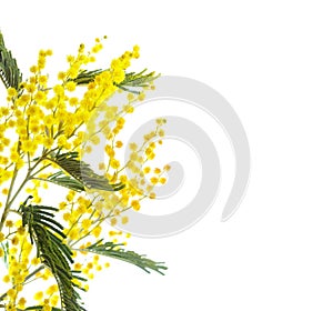 Branch of Mimosa flowers isolated on white background. Shallow depth of field. Selective focus