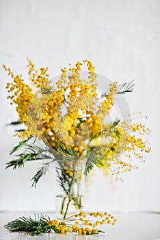 branch of Mimosa in a glass vase on the window on white background, greeting card, mockup, background for greetings on mother's d