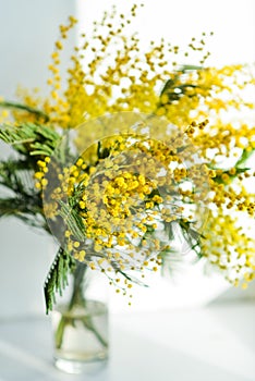 branch of Mimosa in a glass vase on the window on white background, greeting card, mockup, background for greetings on mother's d