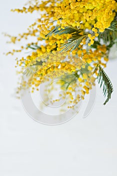 branch of a Mimosa on a light background, copyspace for your text: greeting card, blank, mockup, background for greetings on mothe