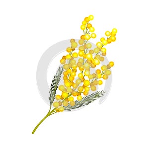 Branch of Mimosa or Silver Wattle with Bipinnate Leaves and Yellow Racemose Inflorescences Vector Illustration