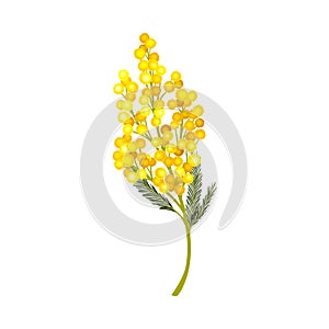 Branch of Mimosa or Silver Wattle with Bipinnate Leaves and Yellow Racemose Inflorescences Vector Illustration