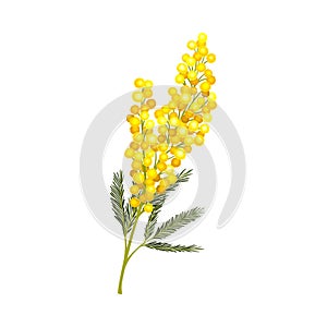 Branch of Mimosa or Silver Wattle with Bipinnate Leaves and Yellow Racemose Inflorescences Vector Illustration