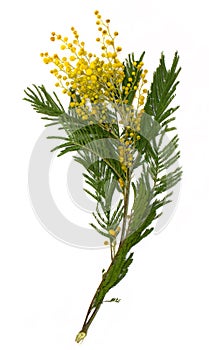 Branch of mimosa (silver wattle) isolated on white