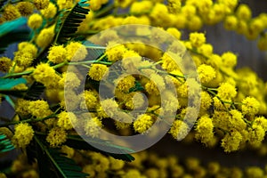 Branch of Mimosa spring flowers