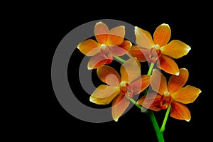  Branch of mini orange phalaenopsis orchids on dark backdrop 