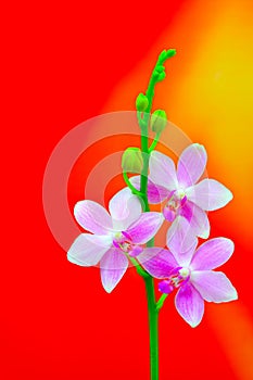 Branch of mini phalaenopsis pink orchids on abstract colorful background