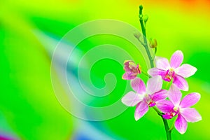 Branch of mini pink phalaenopsis orchids on abstract gradient backdrop