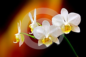 Branch of miniature white phalaenopsis orchids on dark background