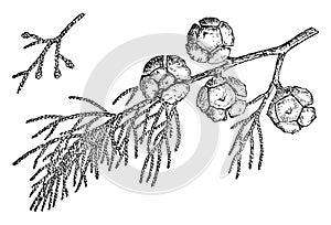 Branch of Monterey Cypress vintage illustration