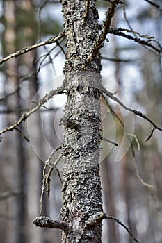 Branch with moss