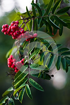 Branch of a mountain ash