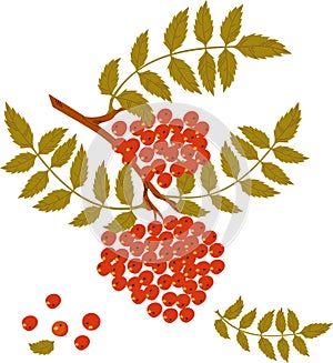 Branch of mountain ash with red berries.