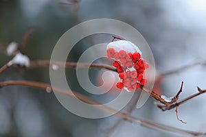 A branch of mountain ash under the snow. Rowan in winter. Red berries close-up on background