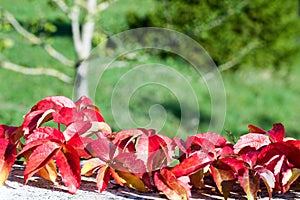 Branch of multicolored parthenocissus leaves in autumn