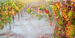 Větev vícebarevný réva listy v vinice na podzim 