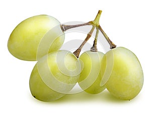 Branch of Muscat Grape isolated with clipping path