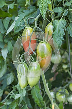 Branch of natural red and green tomatoes growing on a branch in garden household background, organic vegetables, summer
