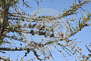 Larix evergreen tree