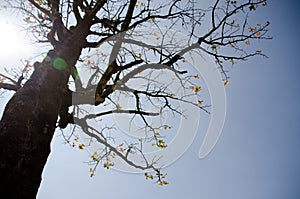 branch with new leaves