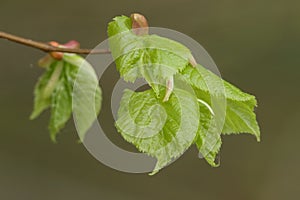 A branch of new leaves of a Common Lime Tree, Tilia x europaea, growing in woodland.