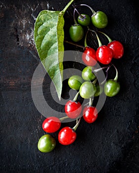 Branch of nightshade solanum dulcamara with red berries on black textured background