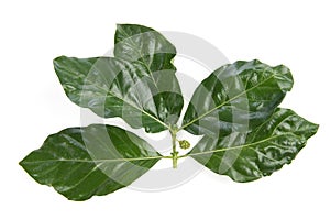 Branch noni fruit and green leaves isolated on white background