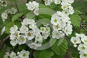 Branch of northern downy hawthorn with lots of flowers