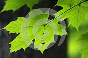 Branch of Norway maple tree with spotted leaves afflicted by a disease in a  forest in summer season