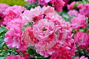 A branch with numerous pink roses in a garden close up.