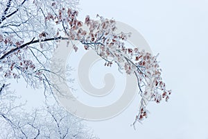 Branch oak covered with snow and hoarfrost