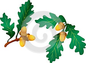 Branch with oak leaves