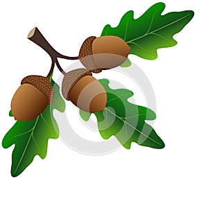 Branch with oak leaves and acorns on a white background.