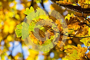 Branch oak leaves