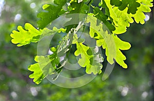 Branch of oak Quercus robur. Commonly known: English oak, pedunculate oak or French oak during rain in summer time