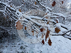 A branch of an oak tree with a few dry leaves during the winter, covered with snow