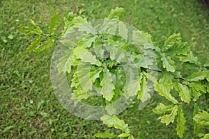 Branch of oak tree with green leaves on the background of grass, on a spring day in Kaunas, Lithuania