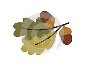 Branch of oak tree with leaves and acorns in shells. Oaknuts, nuts in caps. Colored flat vector illustration isolated on