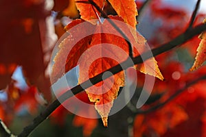 Branch Obstructed Red Maple Leaf