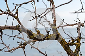 Branch of an old dead tree covered with green lichen
