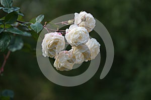 Branch with old fashioned white rose flowers in garden against a dark green background, copy space, selected focus, narrow depth