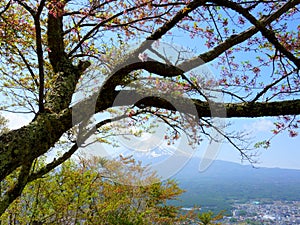 Branch old sakura tree. Fuji view from the top of the mountain TenjoYama. Mount Fujiyama in the background